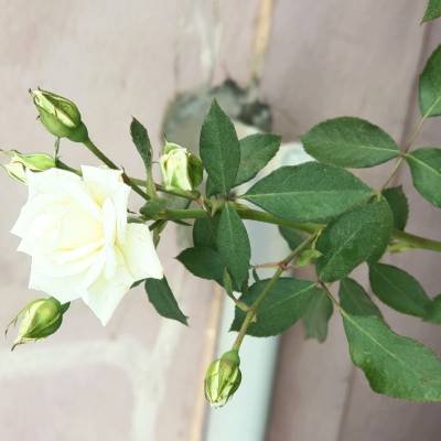 Vinod Kumar