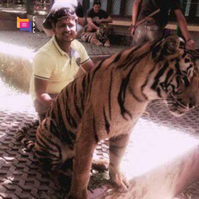 Tiger Blr